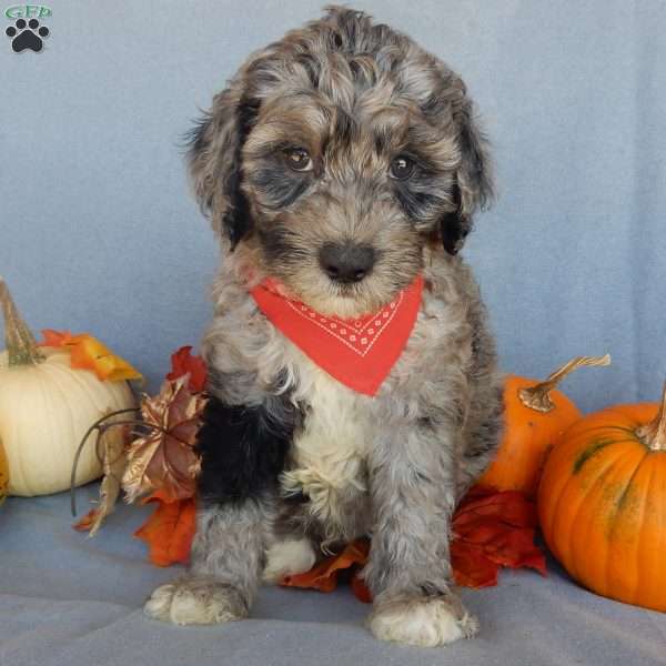 Bear (medium), Mini Sheepadoodle Puppy